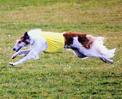 Top Versatility Borzoi 2000